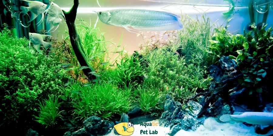 Fishkeeping Your Window To A New World