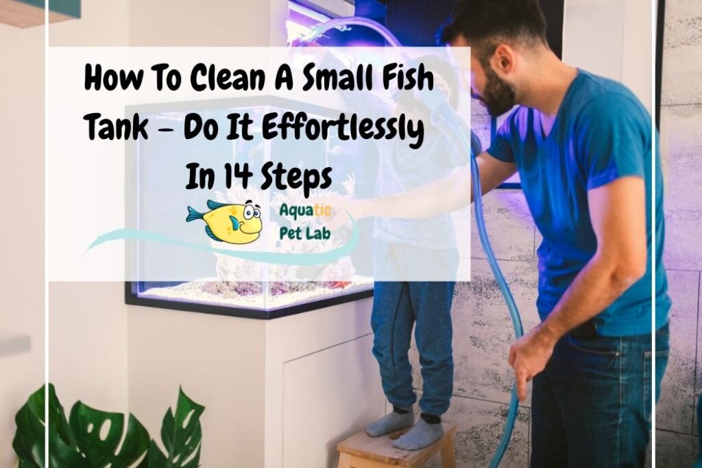 How To Clean A Small Fish Tank – Do It Effortlessly In 14 Steps