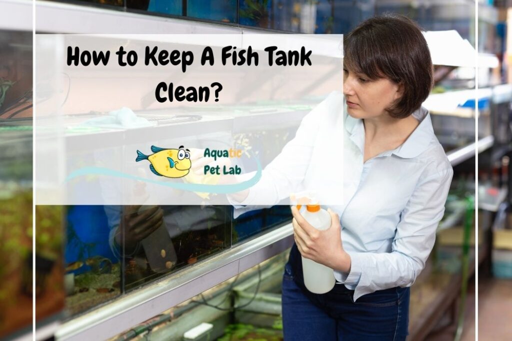 How to Keep A Fish Tank Clean