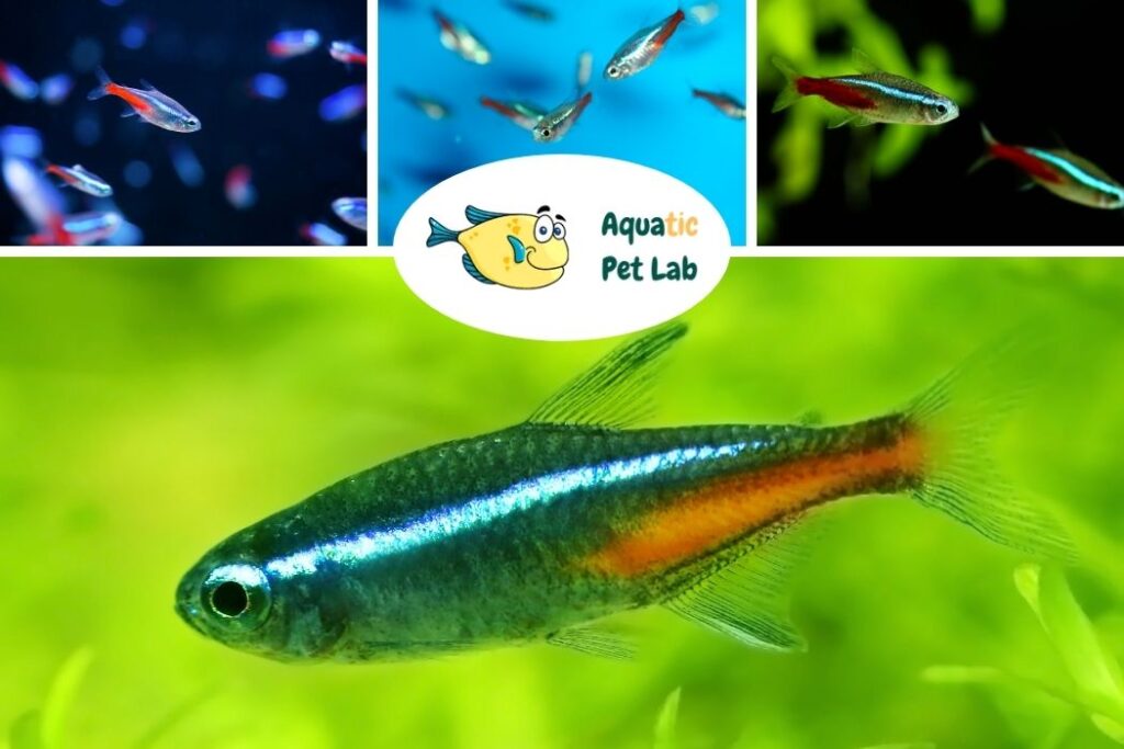 Neon Tetra Start a fish tank