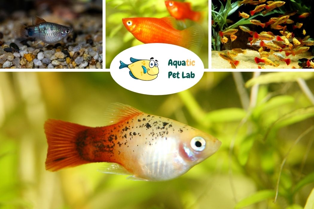 How To Start A Fish Tank A Complete Guide For Beginners Aquatic Pet Lab