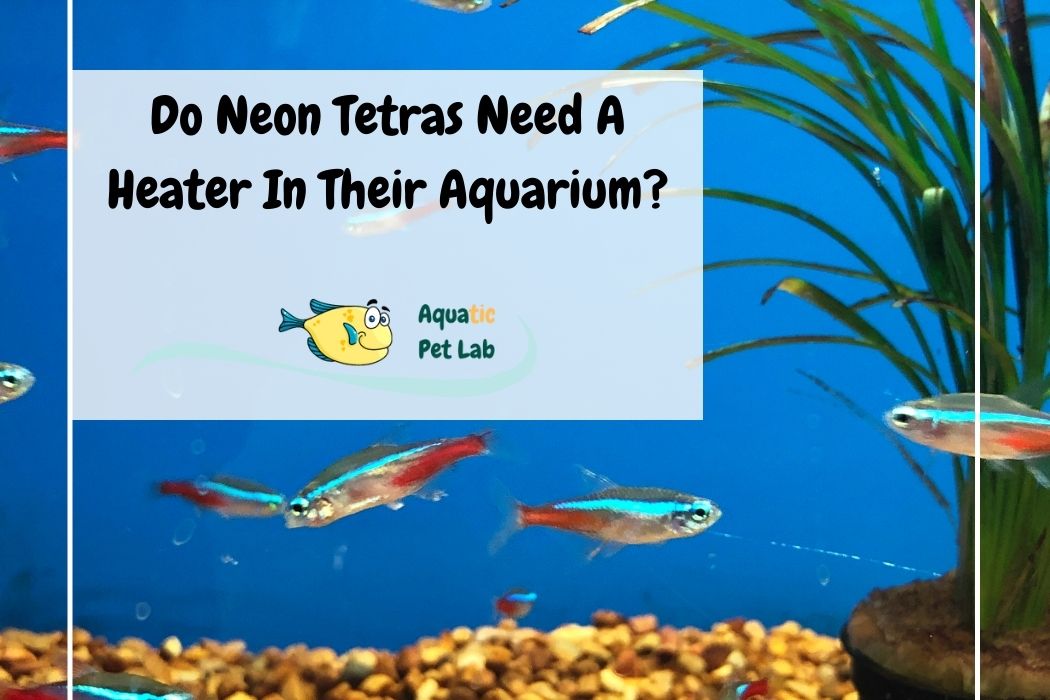 Do Neon Tetras Need A Heater In Their Aquarium? The Comprehensive Guide Aquatic Pet Lab