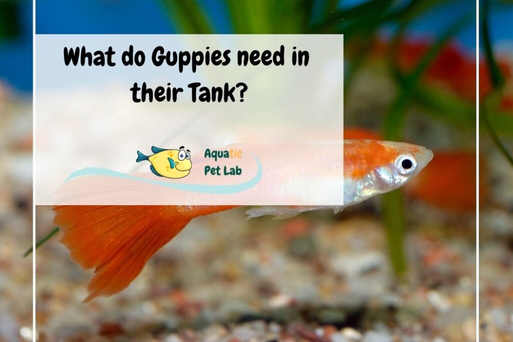 what do guppies like in their tank