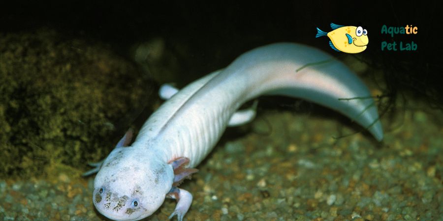 Axolotl Common Problems