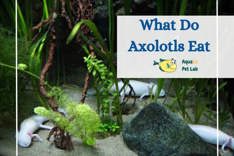 What Do Axolotls Eat In The Wild And Captivity As Pets? Aquatic Pet Lab