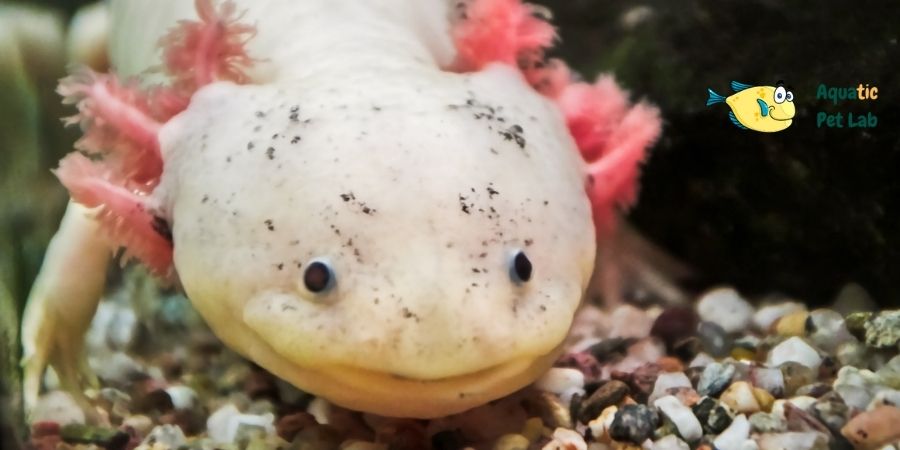 Do Axolotls Have Emotions