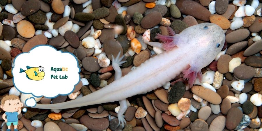 What Do Baby Axolotls Eat - In The Wild