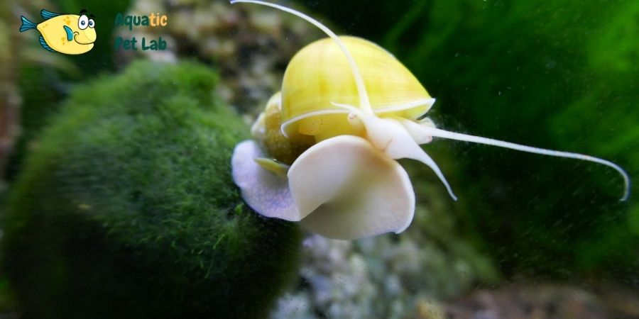 Apple Snail Are Preferred To Keep With Axolotl