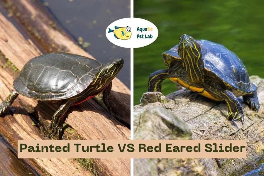 Painted Turtle VS Red Eared Slider