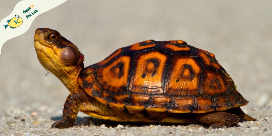 Eastern Box Turtle For Kids