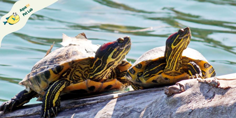Red-Eared Slider Turtles For Kids